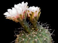 Gymnocalycium bodenbenderianum v mirandaense P222 JJ.Houdre.jpg